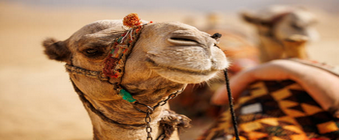 Desert Tours from Marrakech